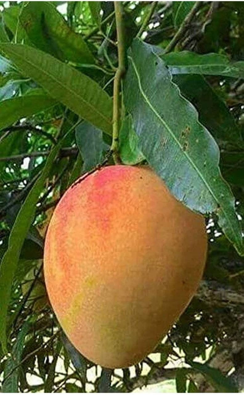 Seeds Alphonso Mango / Ratnagiri Mango Plant