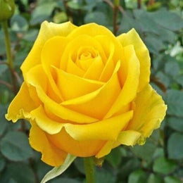 Seeds Yellow Rose