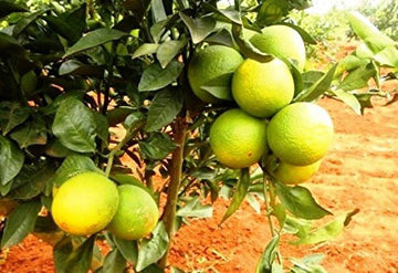 Seeds Lemon Plant