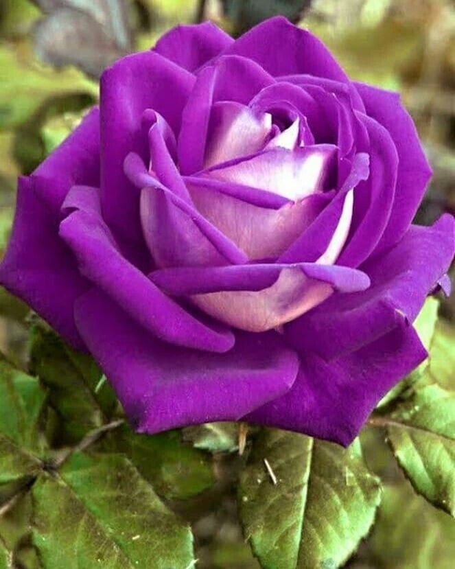 Seeds Unique Purple Rose Plant