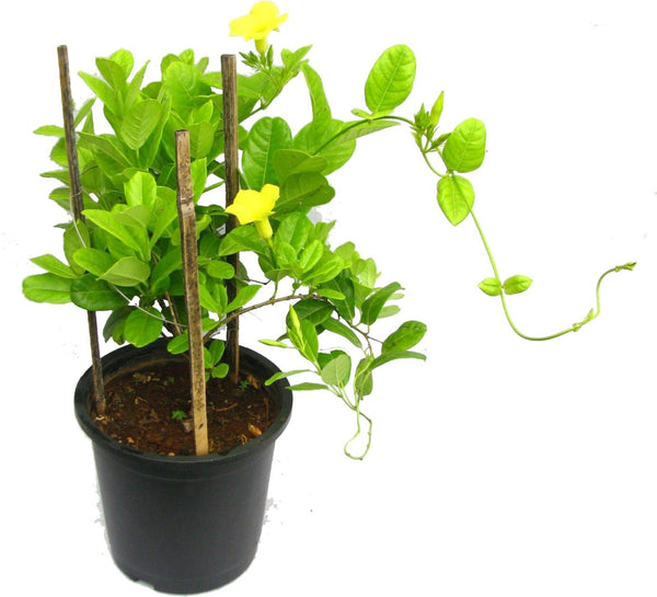 Seeds Allamanda Vines Live Flower Plant with Pot (Pack of 1)Allamanda Vine Live Flower Plant with Pot (Pack of 1) – Bright Yellow Climbing Ornamental for Home Garden
