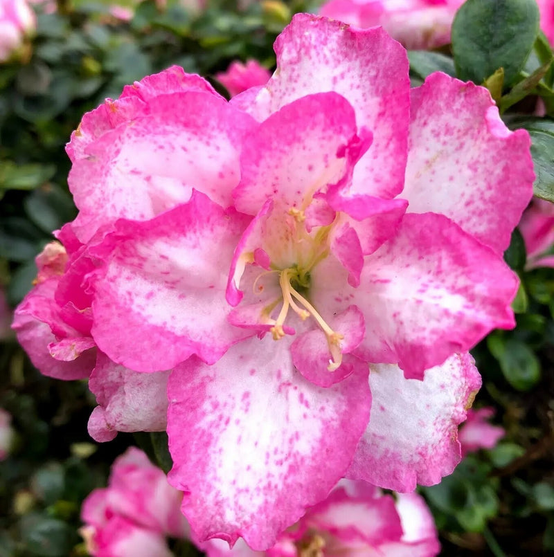 Seeds Azelia Flower Plant.Azalea Flower Plant Seeds – Vibrant Seasonal Blooming Ornamental for Home Garden & Pots