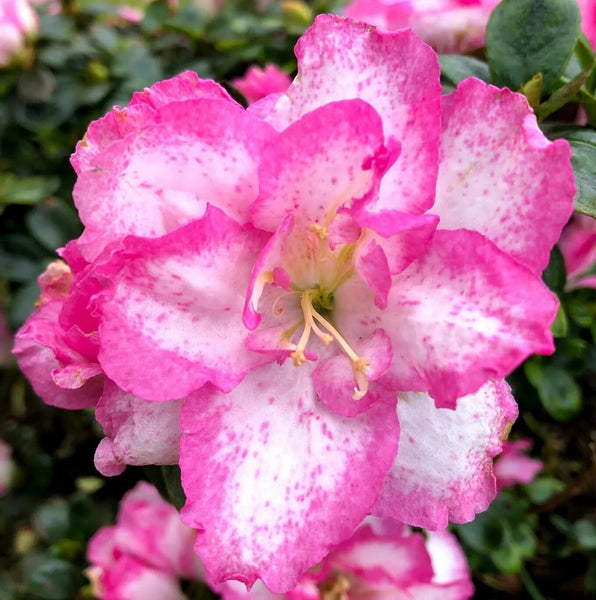 Seeds Azelia Flower Plant.Azalea Flower Plant Seeds – Vibrant Seasonal Blooming Ornamental for Home Garden & Pots