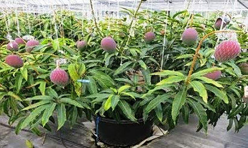 Seeds Bonsai Suitable Green Mango Tree Grafted All Season Delicious Mango Fruit Tree.Bonsai Grafted Green Mango Tree Live Plant – All Season Delicious Mango Fruit Plant for Pots & Terrace Garden