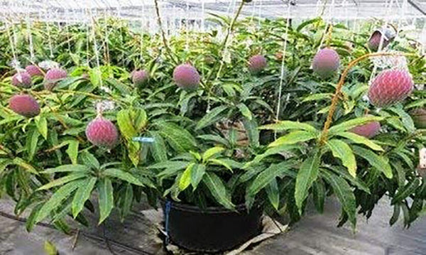 Seeds Bonsai Suitable Green Mango Tree Grafted All Season Delicious Mango Fruit Tree.Bonsai Grafted Green Mango Tree Live Plant – All Season Delicious Mango Fruit Plant for Pots & Terrace Garden