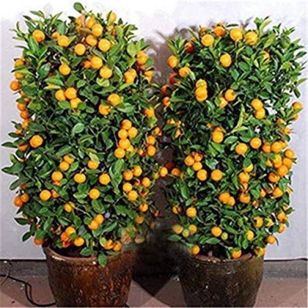 Seeds Orange Plant.Orange Fruit Plant Seeds – Sweet Citrus Orange Tree for Home Garden & Terrace Growing