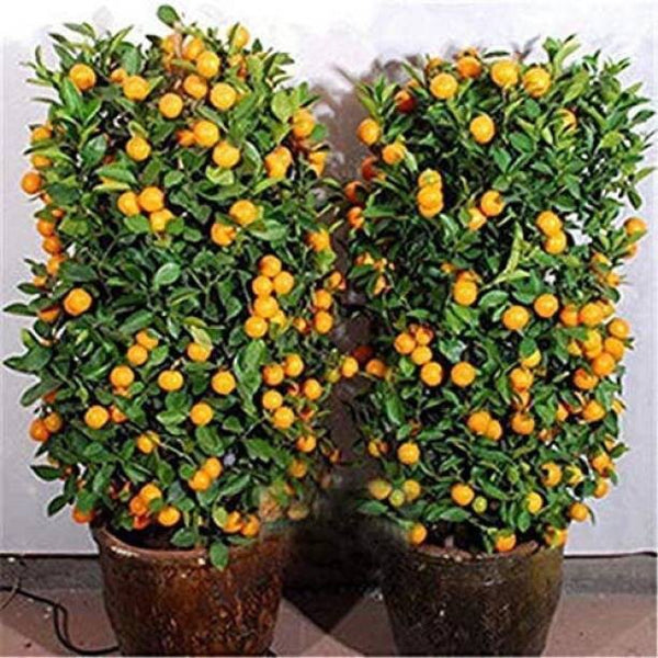 Seeds Orange Plant.Orange Fruit Plant Seeds – Sweet Citrus Orange Tree for Home Garden & Terrace Growing