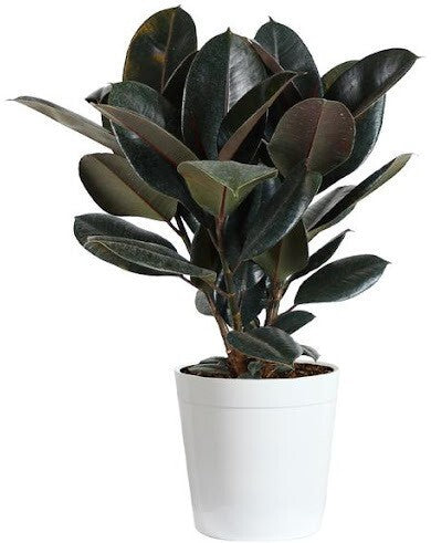 Seeds Live Rubber Plant.Live Rubber Plant (Ficus Elastica) – Air Purifying Indoor Ornamental Plant for Home & Office Decor