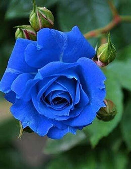 Seeds Blue Rose Plant.Blue Rose Plant – Rare Exotic Blooming Rose for Home Garden & Balcony Decoration