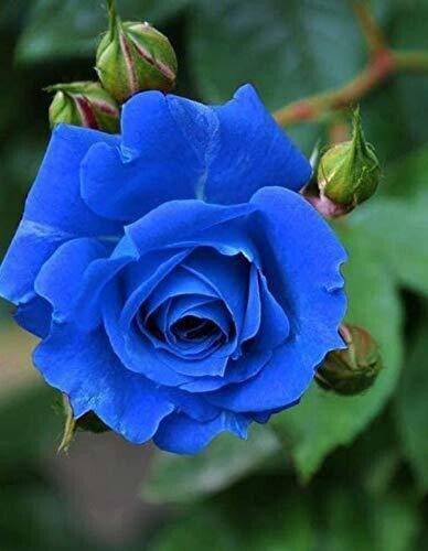Seeds Blue Rose Plant.Blue Rose Plant – Rare Exotic Blooming Rose for Home Garden & Balcony Decoration