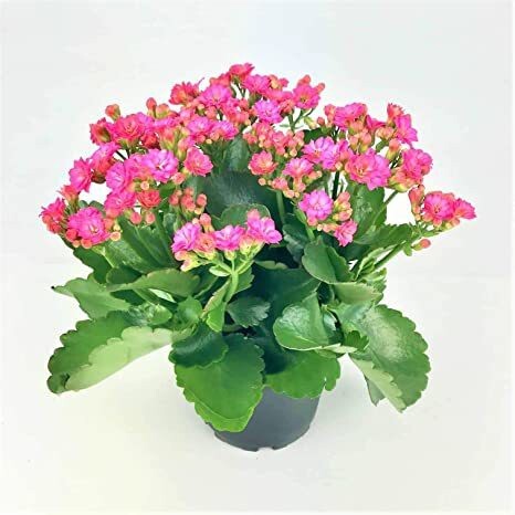 Seeds Kalanchoe Plant.Kalanchoe Flowering Plant – Colorful Succulent Blooming Plant for Indoor & Balcony Garden