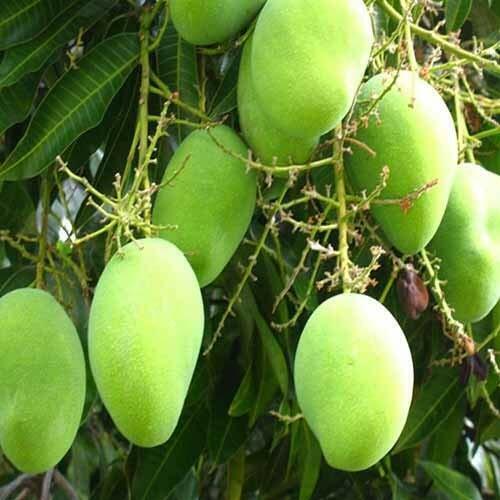 Seeds Sweet Green Mango(Kaccha Mitha Aam) Live Grafted Plant.Sweet Green Mango (Kaccha Mitha Aam) Live Grafted Plant – Fast Fruiting Mango Tree for Home Garden & Terrace