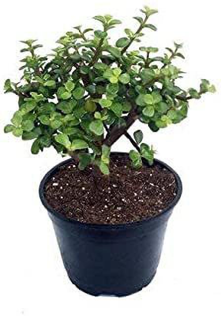 Seeds Greenway Nursery-Lucky Jade/Good Luck Feng Shui Live PlantLucky Jade Plant (Good Luck Feng Shui) Live Plant – Prosperity Succulent for Home & Office Decor.