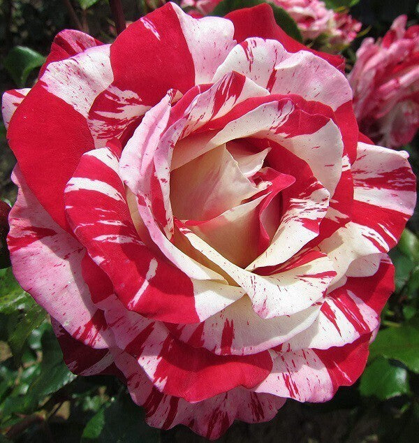 Seeds Hybrid Rose Plant.Hybrid Rose Plant – Vibrant Fragrant Blooming Rose for Home Garden & Balcony Decoration