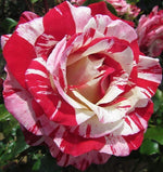 Seeds Hybrid Rose Plant.Hybrid Rose Plant – Vibrant Fragrant Blooming Rose for Home Garden & Balcony Decoration