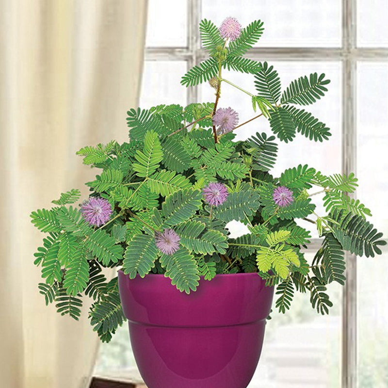 Seeds Shy/ Sleepy Live Flower Plant with Pot (Pack of 1)Touch-Me-Not / Shy Plant (Mimosa Pudica) Live Plant with Pot (Pack of 1) – Sensitive Sleepy Plant for Home Garden