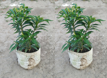 Seeds Jasmine Flower Plant