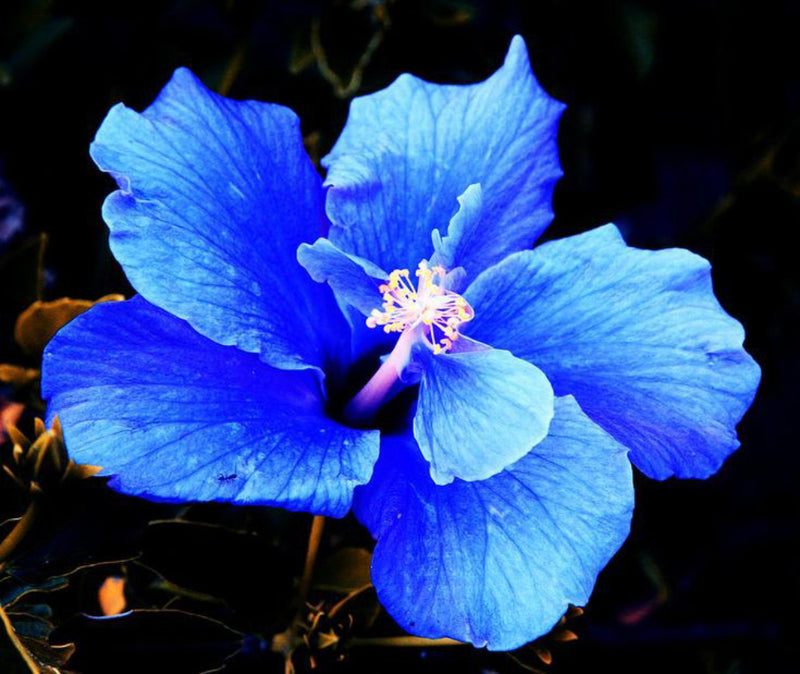 Seeds Blue Hibiscus.Blue Hibiscus Flower Plant – Rare Exotic Blooming Ornamental for Home Garden & Balcony