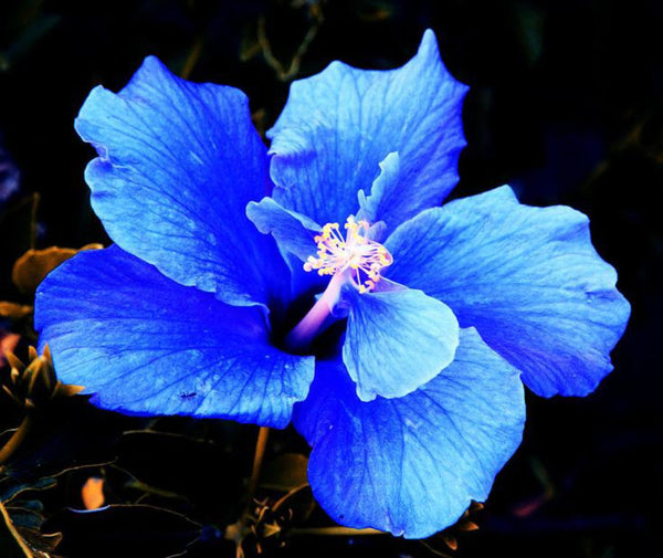 Seeds Blue Hibiscus.Blue Hibiscus Flower Plant – Rare Exotic Blooming Ornamental for Home Garden & Balcony