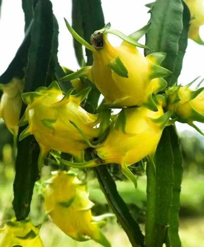 Seeds Yellow Dragon.Yellow Dragon Fruit Plant – Exotic Sweet Pitaya Cactus for Terrace & Home Garden Growing
