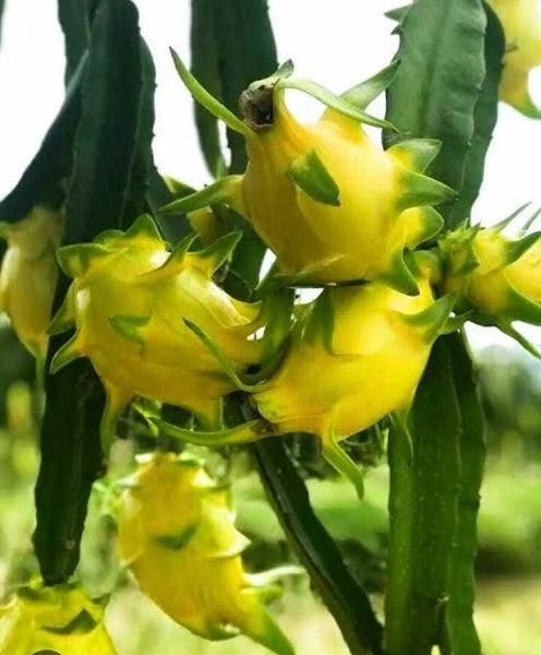 Seeds Yellow Dragon.Yellow Dragon Fruit Plant – Exotic Sweet Pitaya Cactus for Terrace & Home Garden Growing