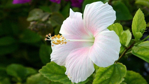 Seeds Hibiscus Plant.Hibiscus Flower Plant – Vibrant Tropical Blooming Ornamental for Home Garden & Balcony