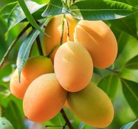 Seeds Alphonso Langda Chousa.Alphonso, Langra & Chausa Mango Plants – Premium Grafted Mango Varieties for Home Garden & Farm Growing