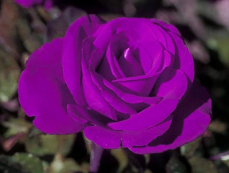 Seeds Unique Purple Rose Plant.Unique Purple Rose Plant – Rare Exotic Blooming Rose for Home Garden & Balcony Decoration
