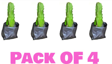 Seeds Pink Dragon Fruit Live Plant Pack-4. Pink Dragon Fruit Live Plants Pack of 4 – Sweet Pitaya Cactus for Terrace & Home Garden Growing