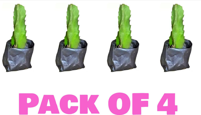 Seeds Pink Dragon Fruit Live Plant Pack-4. Pink Dragon Fruit Live Plants Pack of 4 – Sweet Pitaya Cactus for Terrace & Home Garden Growing