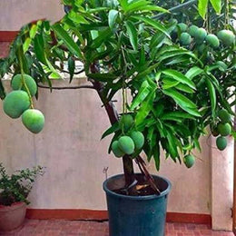 Seeds Mango Plant.Mango Plant – Sweet Tropical Fruit Tree for Home Garden, Terrace & Farm Growing