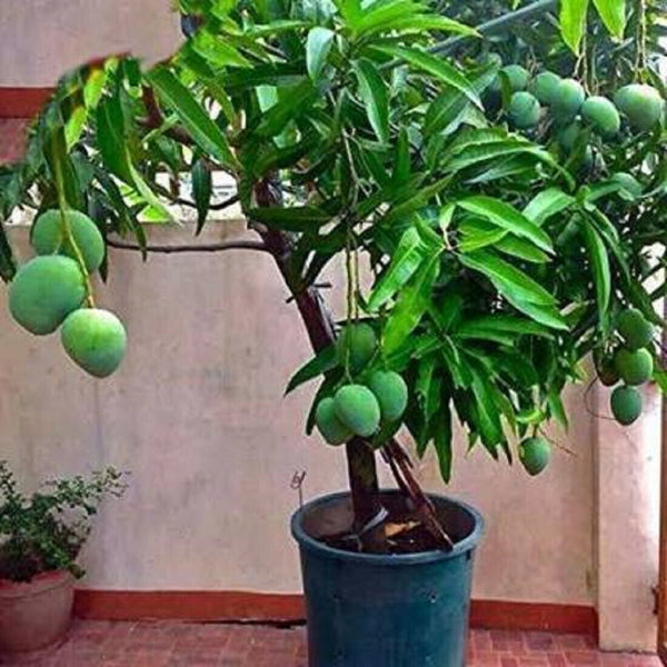 Seeds Mango Plant.Mango Plant – Sweet Tropical Fruit Tree for Home Garden, Terrace & Farm Growing