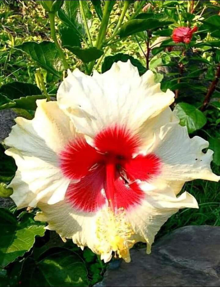 Seeds Hibiscus.Hibiscus Flower Plant – Tropical Blooming Ornamental for Home Garden, Balcony & Landscape