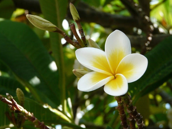 Seeds Chapa Phool/ Plumeria (White).White Plumeria (Champa Phool) Plant – Fragrant Temple Flower for Home Garden & Outdoor Decor