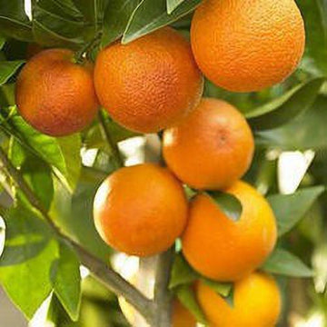 Seeds Nagpur Orange.Nagpur Orange Plant – Sweet & Juicy Citrus Fruit Tree for Home Garden & Terrace Growing