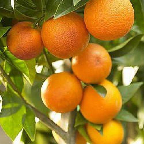 Seeds Nagpur Orange.Nagpur Orange Plant – Sweet & Juicy Citrus Fruit Tree for Home Garden & Terrace Growing