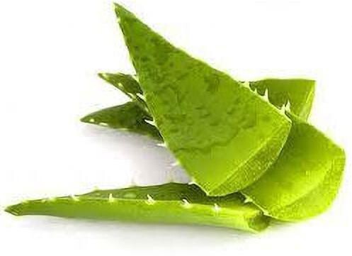Seeds Aloevera Plant Leaves.Aloe Vera Live Plant – Medicinal Succulent for Skin Care & Home Garden Growing