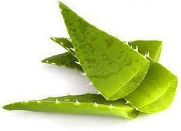 Seeds Aloevera Plant Leaves.Aloe Vera Live Plant – Medicinal Succulent for Skin Care & Home Garden Growing