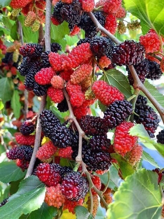 Seeds Hybrid Mulberry Plant.Hybrid Mulberry Plant – High Yield Sweet Berry Fruit Plant for Home Garden & Terrace Growing