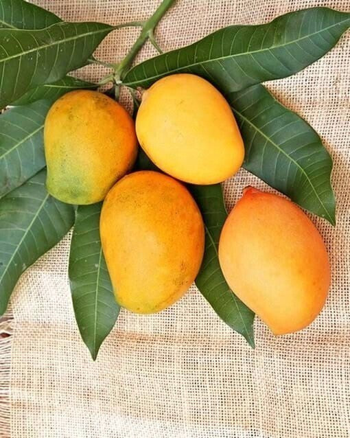 Seeds Badami Mango Plants Hybrid and Dwarf Variant.Badami Mango Plant (Hybrid & Dwarf Variety) – Sweet Premium Mango Tree for Home Garden & Terrace Growing
