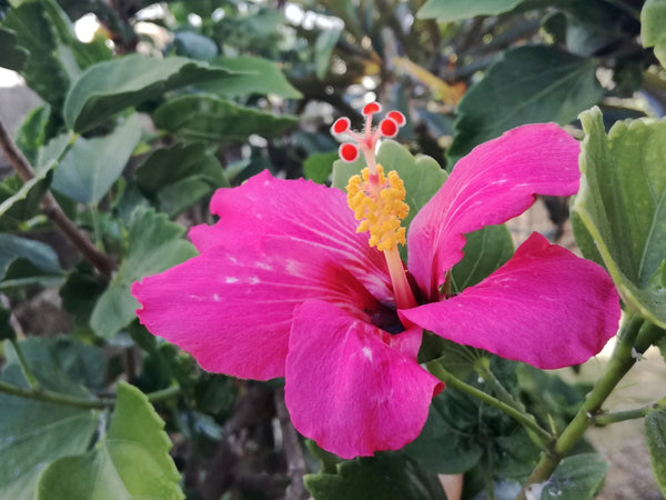 Seeds Hibiscus Pink.Pink Hibiscus Flower Plant – Vibrant Tropical Blooming Ornamental for Home Garden & Balcony