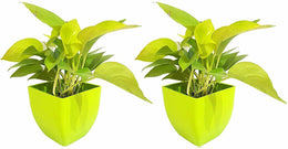 Seeds Air Purifying Good Luck Golden Money Plant - Feng Shui Pothos Plant [Pack of 2 Plants]