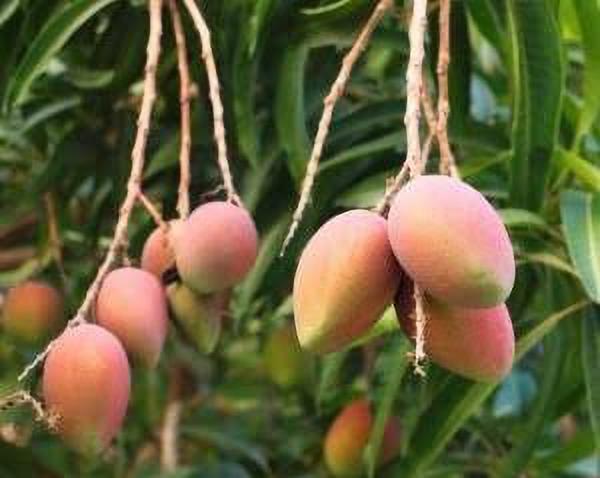 Seeds Amrapali Red.Amrapali Red Mango Plant – High Yield Dwarf Mango Tree for Home Garden & Terrace Growing