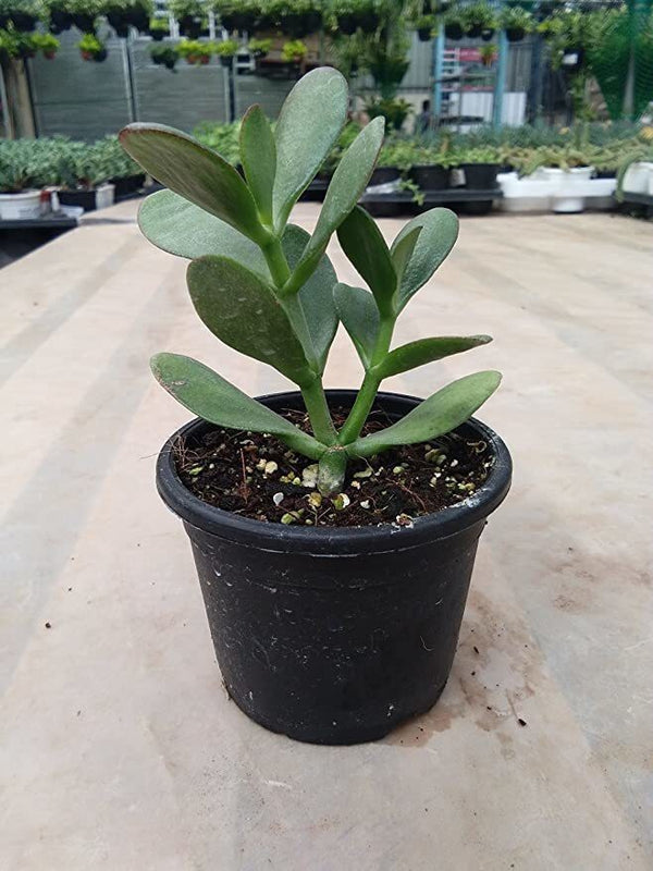 Seeds Crassula Plant.Crassula Jade Plant – Lucky Succulent Indoor Plant for Home & Office Decor