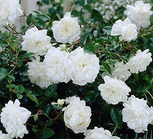 Seeds White Rose.White Rose Plant – Elegant Fragrant Blooming Rose for Home Garden & Balcony Decoration