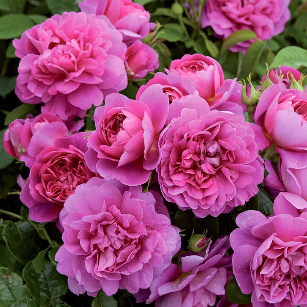 Seeds Hybrid Rose Plant.Hybrid Rose Plant – Large Vibrant Fragrant Blooms for Home Garden & Balcony Decoration