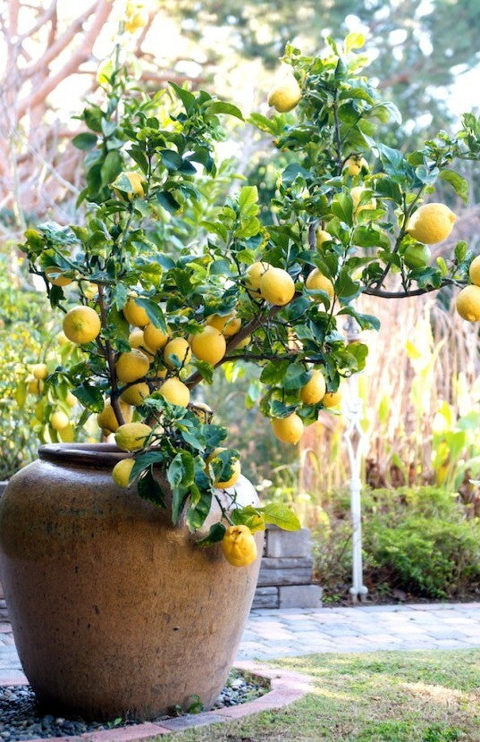 Seeds Lemon Plant.Lemon Plant – Juicy Citrus Fruit Tree for Home Garden, Terrace & Balcony Growing