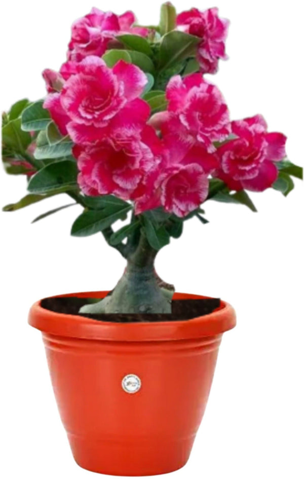 Seeds Creative Farmer Live Plant Bonsai.Creative Farmer Bonsai Live Plant – Miniature Ornamental Tree for Home, Office & Tabletop Decor