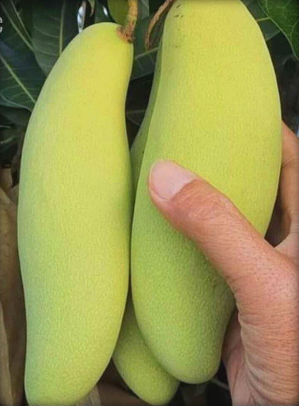 Seeds Hybrid Thai Banana Shaped Mango Grafted Live Plant.Hybrid Thai Banana Shaped Mango Grafted Plant – Unique Sweet Mango Tree for Home Garden & Terrace Growing