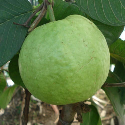 Seeds Hybrid Green Guava Plant.Hybrid Green Guava Plant – High Yield Sweet Guava Tree for Home Garden & Terrace Growing
